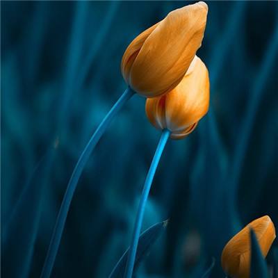 凤凰彩票下载手机版